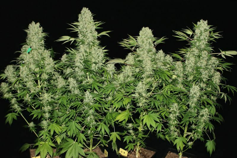 Auto White Russian, Фасовка: 5, изображение 2